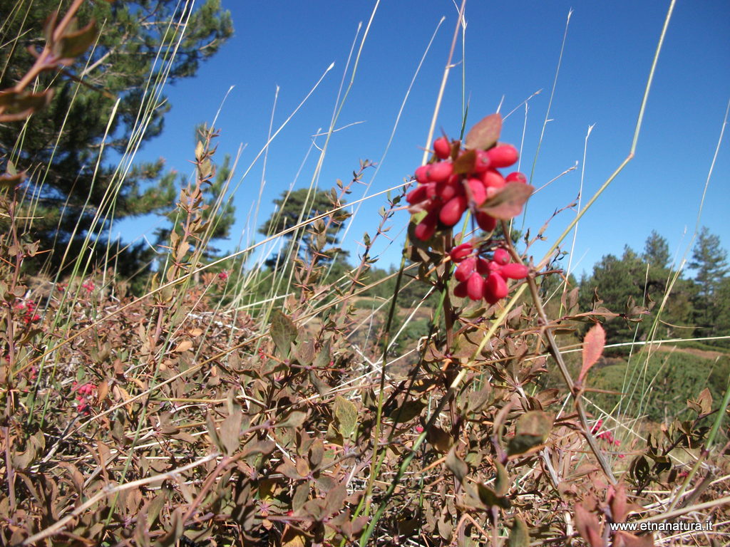 nte Corvo-01-11-2012 10-49-16